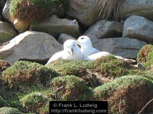 Fulmars 3 xx